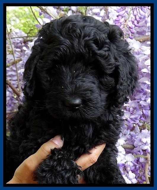 BS pups 7 wks old 31