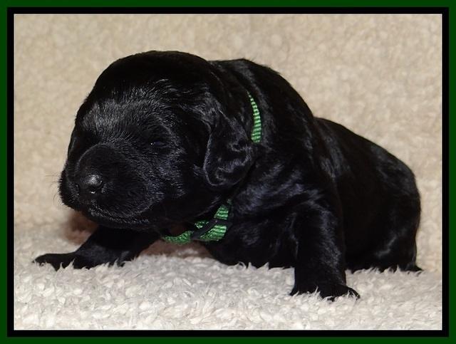 BR  pups 2 wks old 111