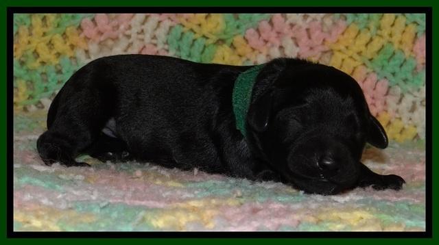 BR pups 1 day old 61