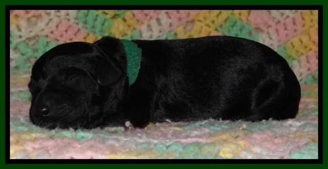 BR pups 1 day old 71