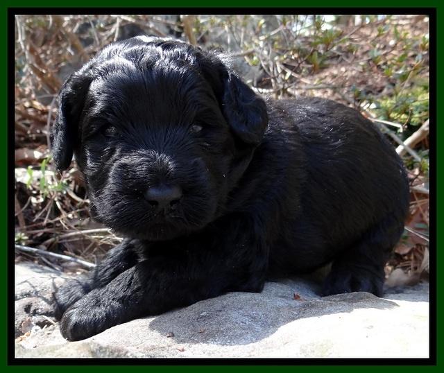BR pups 3 wks old 101