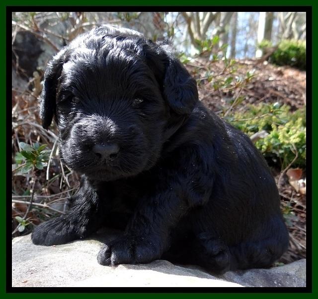 BR pups 3 wks old 111