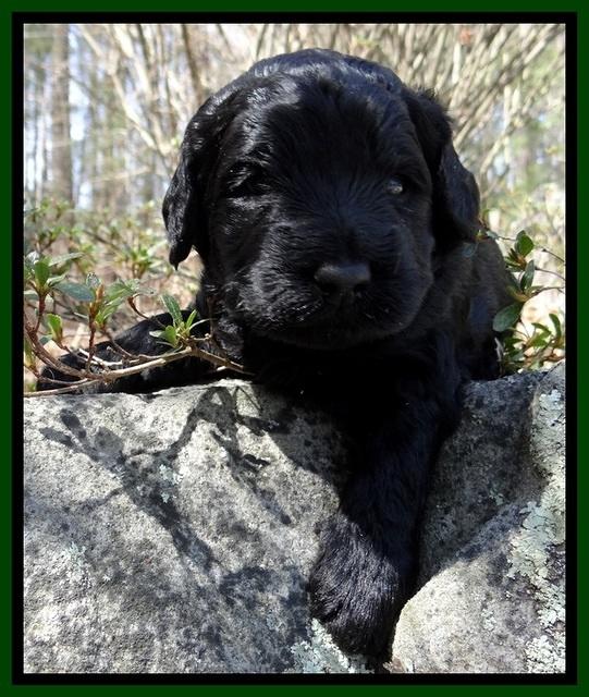 BR pups 3 wks old 91