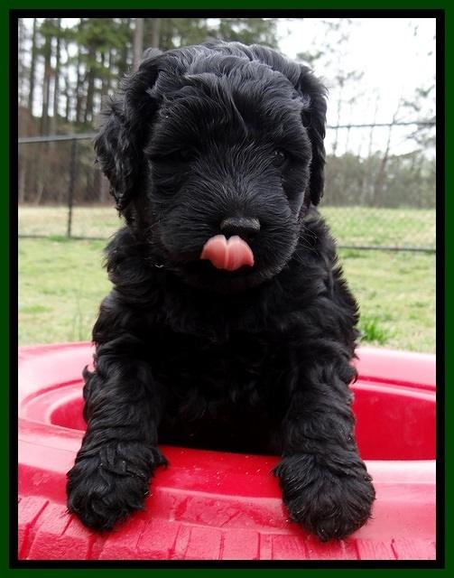 BR pups 5 wks old 300