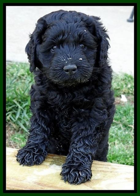 BR pups 6 wks old 140