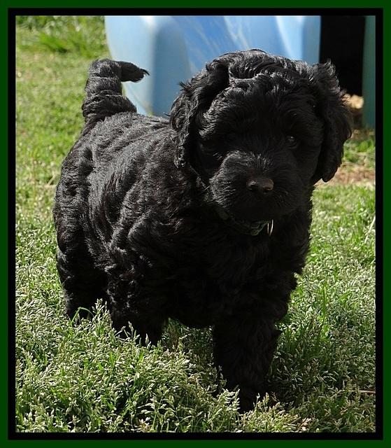 BR pups 6 wks old 600