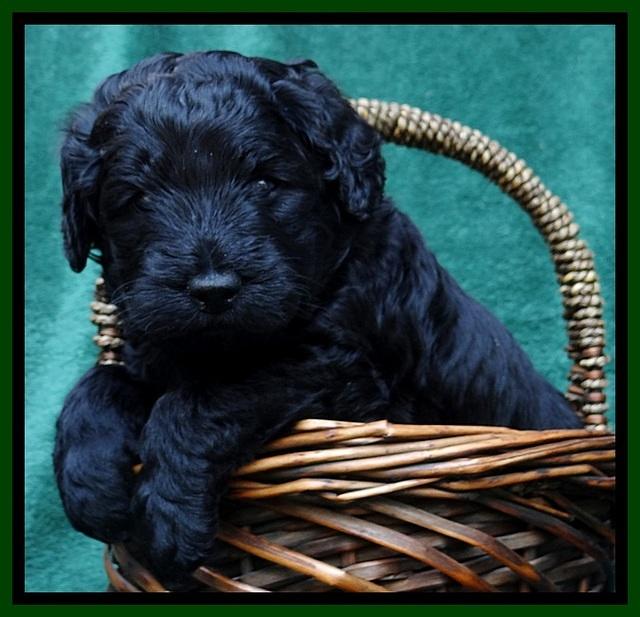 BS 4 pups weeks old 160