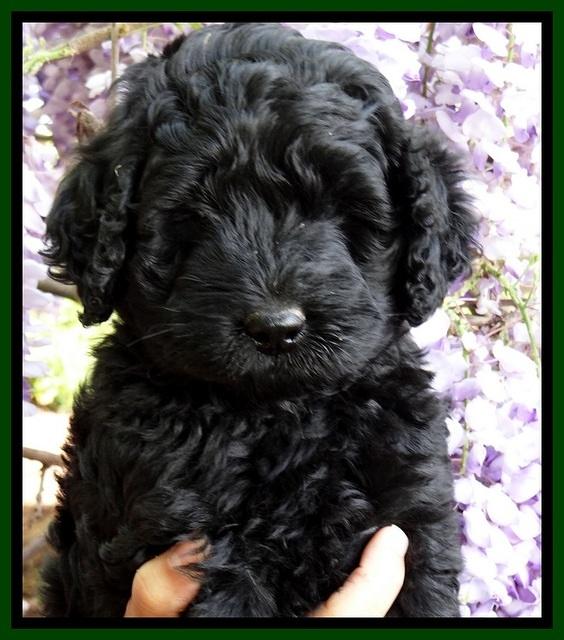 BS pups 7 wks old 121