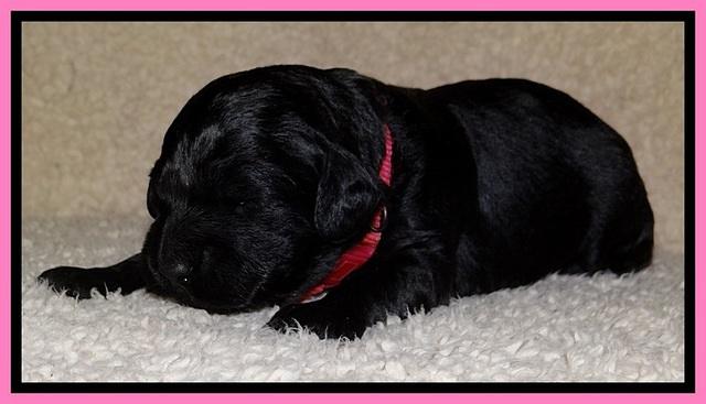 BR  pups 2 wks old 201