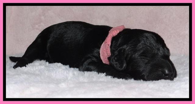 BR pups 1 wk old 161