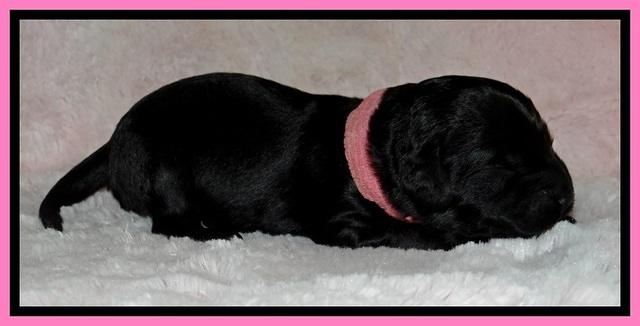 BR pups 1 wk old 420