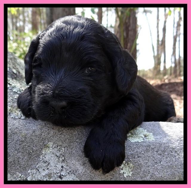 BR pups 3 wks old 181