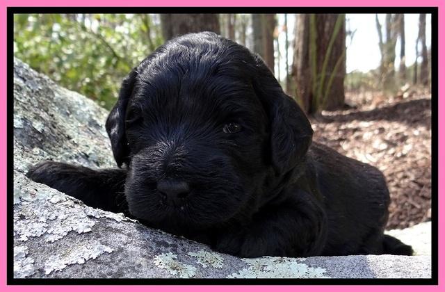 BR pups 3 wks old 211