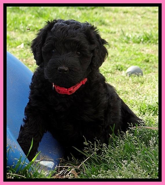 BR pups 6 wks old 590