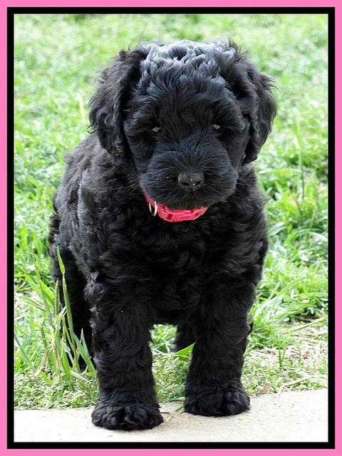 BR pups 6 wks old 640