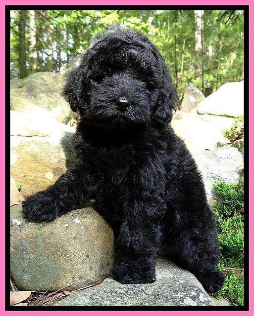 BS  pups 8 wks old 41