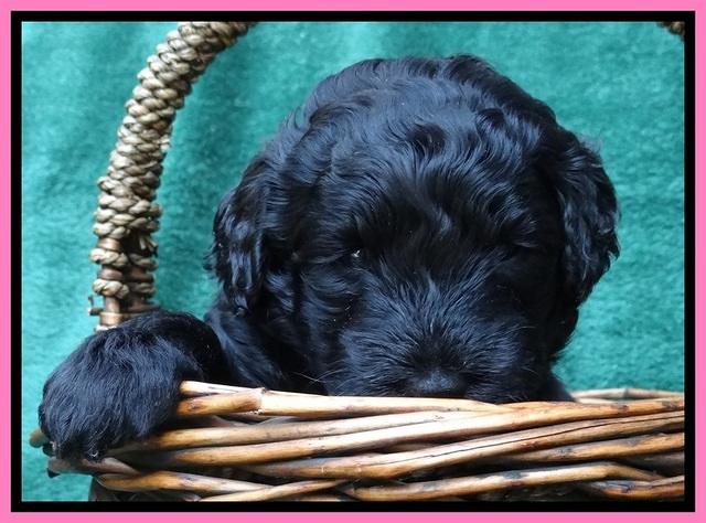 BS 4 pups weeks old 270