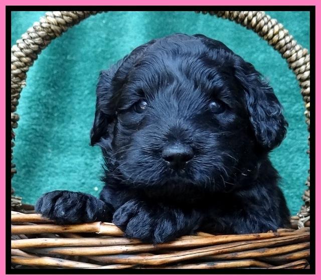 BS 4 pups weeks old 280