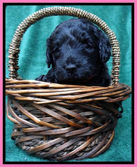 BS 4 pups weeks old 290