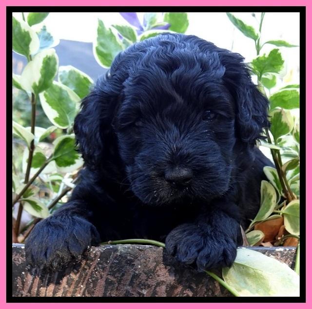 BS 4 pups weeks old 320