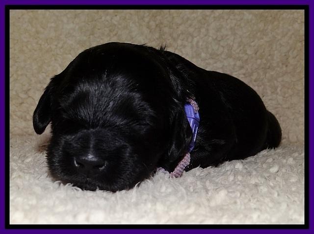 BR  pups 2 wks old 231