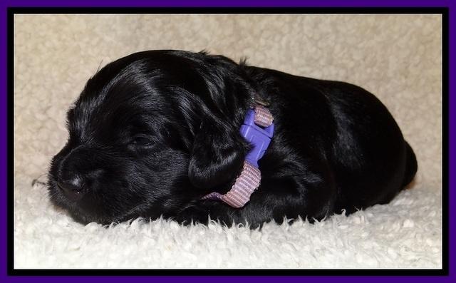 BR  pups 2 wks old 241
