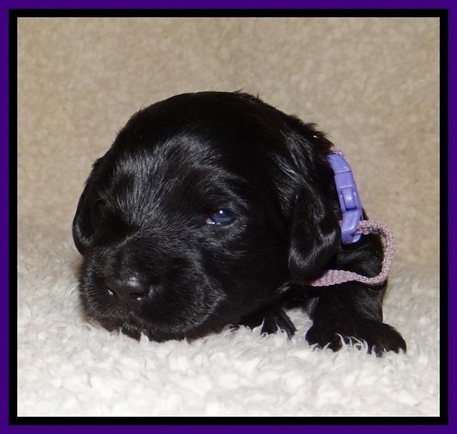 BR  pups 2 wks old 261