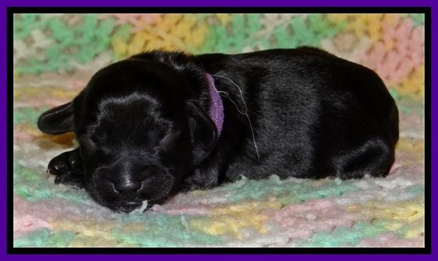 BR pups 1 day old 151