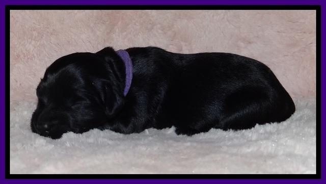 BR pups 1 wk old 1020