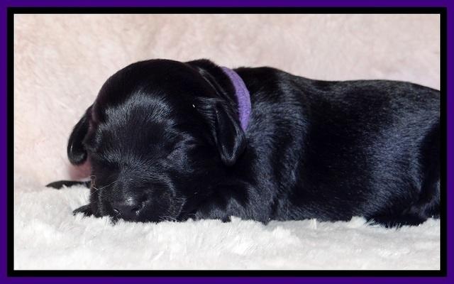 BR pups 1 wk old 1220