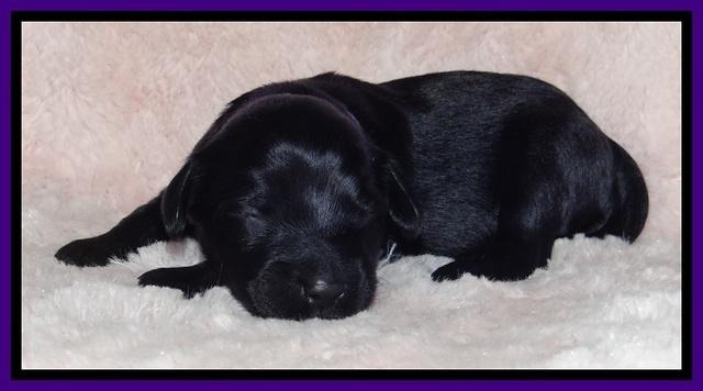 BR pups 1 wk old 1320