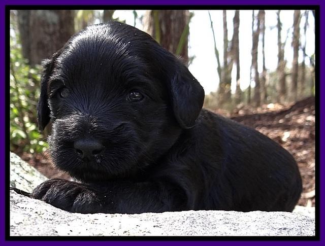 BR pups 3 wks old 241