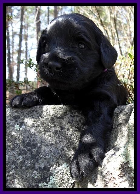 BR pups 3 wks old 261