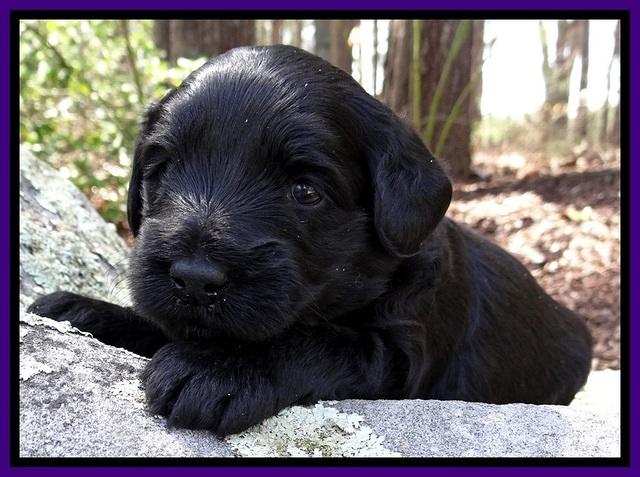 BR pups 3 wks old 271