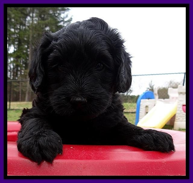 BR pups 5 wks old 110