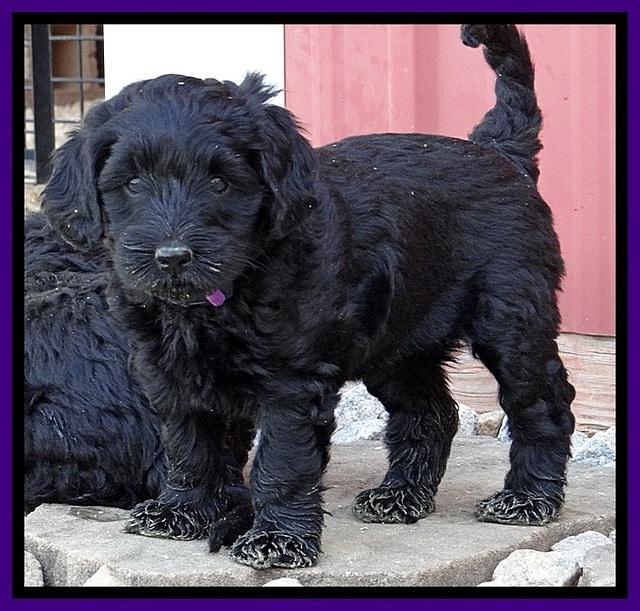 BR pups 6 wks old 200 (2)