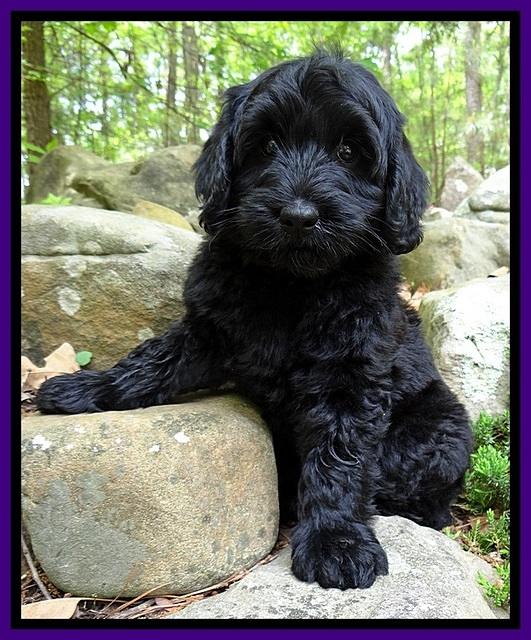 BS  pups 8 wks old 132