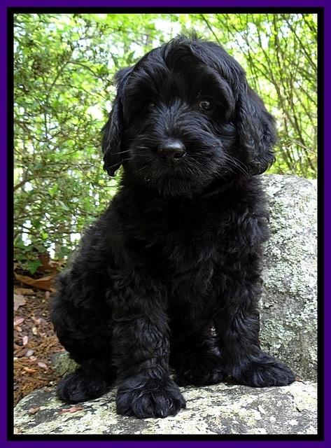 BS  pups 8 wks old 152