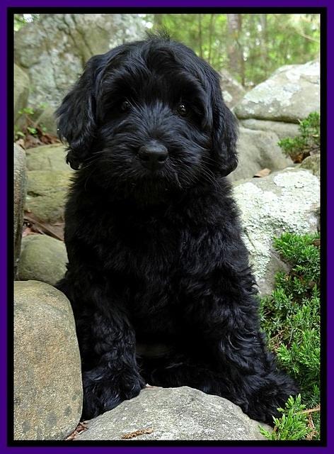 BS  pups 8 wks old 162