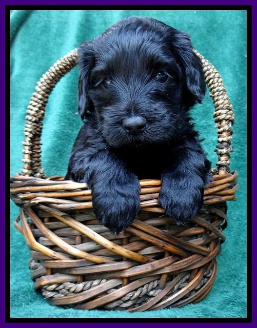 BS 4 pups weeks old 370