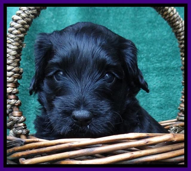 BS 4 pups weeks old 380