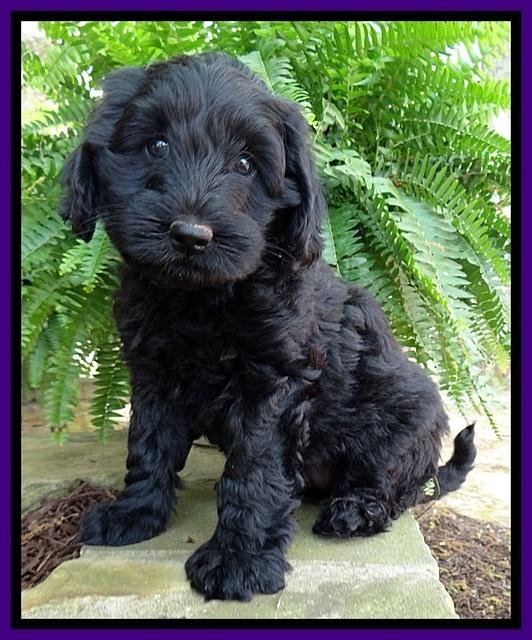 BS pups 7 wks old 311