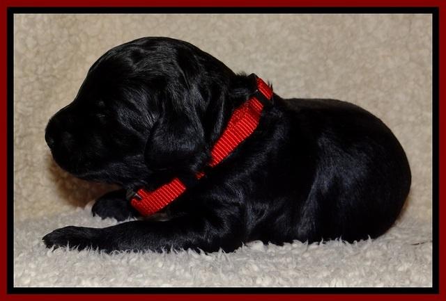 BR  pups 2 wks old 81