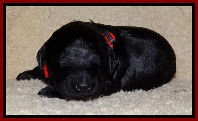 BR  pups 2 wks old 91