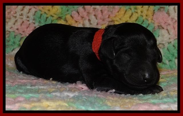 BR pups 1 day old 51