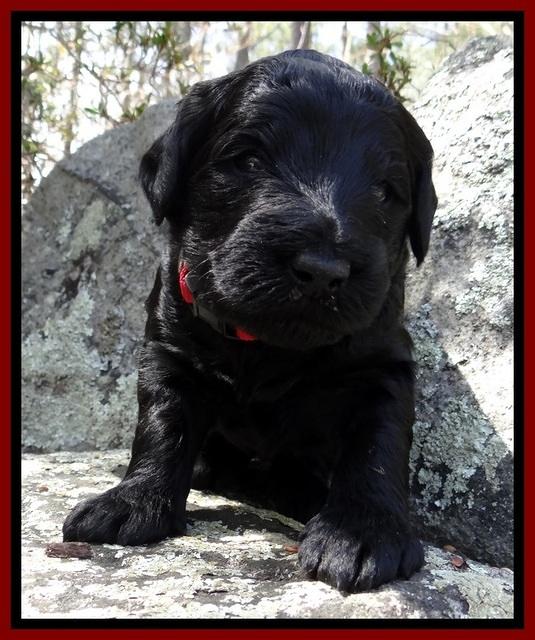 BR pups 3 wks old 51