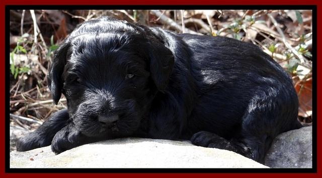 BR pups 3 wks old 71