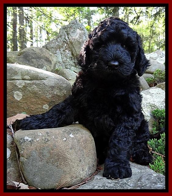 BR pups 8 wks old 10
