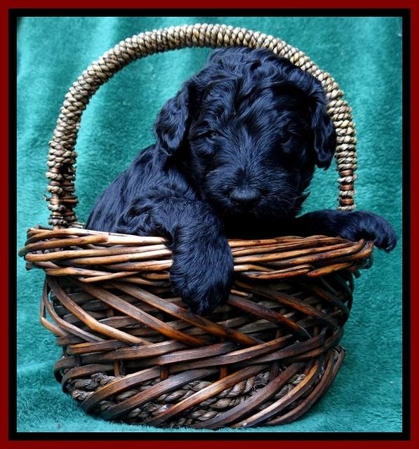 BS 4 pups weeks old 80