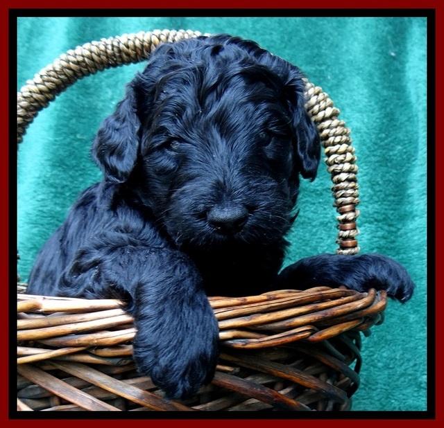 BS 4 pups weeks old 90